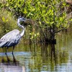Great blue heron
Merritt Island NWR, Titusville, FL
