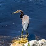 Louisiana heron
Merritt Island NWR