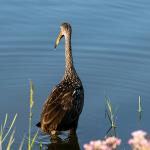 Limpkin
Chain of Lakes Park, Titusville, FL