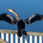 Anhinga
Chain of Lakes Park, Titusville, FL
