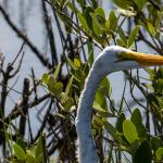 Great egret
Merritt Island NWR, Titusville, FL
