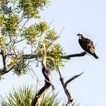 Osprey
Chain of Lakes Park, Titusville, FL