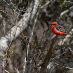 Vermilion flycatcher in St. Marks National Wildlife Refuge