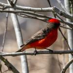 Vermilion flycatcher in St. Marks National Wildlife Refuge