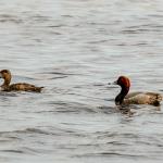 Male and female redhead duck in pond near St. Marks Lighthouse