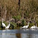 Great egrets in Headquarters Pond in St. Marks National Wildlife Refuge