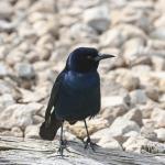 Male boat-tailed grackle