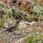 Female boat-tailed grackle