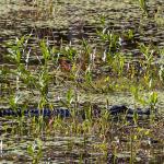Alligator at St. Marks National Widlife Refuge, note uninterested bird in grass at lower right