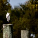 Snowy egret