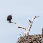 American bald eagle guarding nest