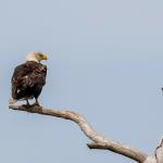 American bald eagle