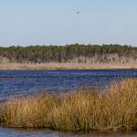 Brackish marshes of St. Marks National Wildlife Refuge on Gulf Coast due south of Tallahassee