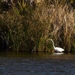 Great egret wading along shoreline