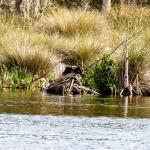 Egrets oblivious to American bald eagle perched on pile of sticks