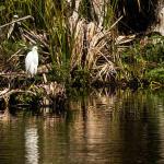 Snowy egret