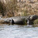 Very large, presumably bull alligator in pond near St. Marks Lighthouse, 10-12 feet long