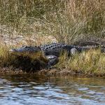Presumably female alligator in pond near St. Marks Lighthouse