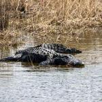 Presumably bull alligator in a pond along road to St. Marks Lighthouse