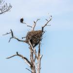 Eagle guarding nest in St. Marks National Wildlife Refuge