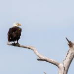 Close-up of American bald eagle guarding nest