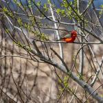 Vermilion flycatcher in St. Marks National Wildlife Refuge