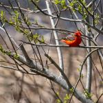 Vermilion flycatcher in St. Marks National Wildlife Refuge