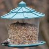Brown headed nuthatch