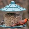 Cardinal and retreating chickadee