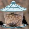 Cowbird