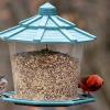 Sparrow with cardinal