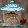 Sparrow with cardinal