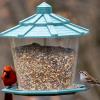 Sparrow with cardinal