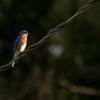 Bluebird