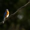 Bluebird