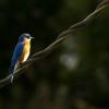 Bluebird