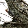 Flicker