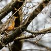Robin
