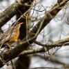 Robin