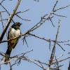 Rufous-sided towhee