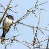 Rufous-sided towhee