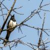 Rufous-sided towhee