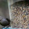 Juvenile cowbird