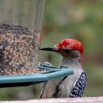 Red bellied woodpecker