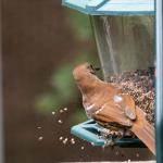 Thrasher, state bird of Georgia