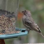 House finch