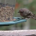 House finch
