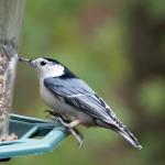 White breasted nuthatch