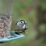 White breasted nuthatch