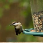 Brown headed nuthatch
